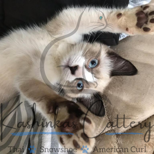 Snowshoe Cat